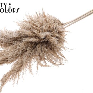QC Gedroogde Pampas Pluimen | Kleur: Frosted Wit | Pampas Droogbloemen | Lengte ± 100 centimeter | 5 pluimen per bos | Per bos