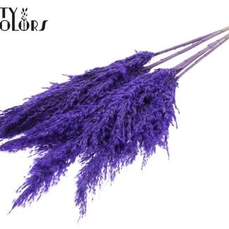 Gedroogde Pampas Pluimen | Kleur: Frosted Paars | Pampas Droogbloemen | Lengte ± 100 centimeter | 5 pluimen per bos | Per bos