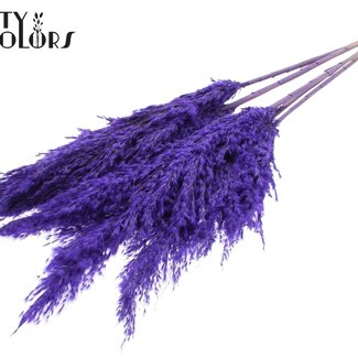 QC Gedroogde Pampas Pluimen | Kleur: Frosted Paars | Pampas Droogbloemen | Lengte ± 100 centimeter | 5 pluimen per bos | Per bos