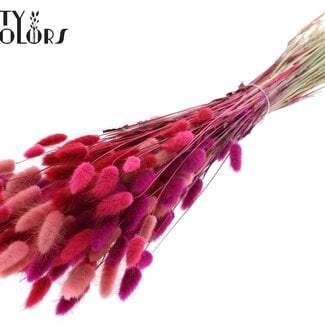 Gedroogde Hazenstaartjes Premium | Love Mix | Kleur: Gemengde Kleuren | Lagurus Ovatus droogbloemen | Lengte ± 70 centimeter | Gewicht 100 gram | Per bos