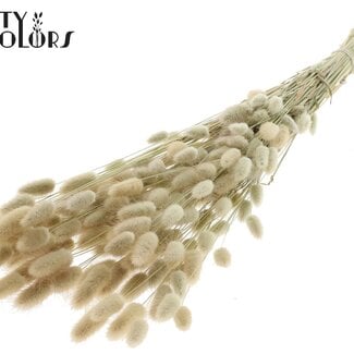 Gedroogde Hazenstaartjes Premium | Kleur: Natuurlijk Wit | Lagurus Ovatus droogbloemen | Lengte ± 70 centimeter | Gewicht 100 gram | Per bos