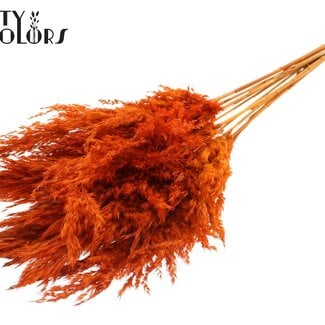 Gedroogde Pampas Pluimen | Kleur: Oranje | Pampas Droogbloemen | Lengte ± 70 centimeter | 10 pluimen per bos | Per bos