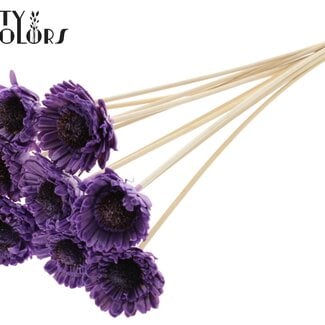 QC Shola Madelief Zonnebloem met was op stok | Kleur: Milkapaars | Shola Daisy Sunflower | Diameter 6 centimeter | Lengte ± 50 centimeter | 10 bijstekers per bos | Per bos