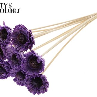 Shola Madelief Zonnebloem met was op stok | Kleur: Milkapaars | Shola Daisy Sunflower | Diameter 6 centimeter | Lengte ± 50 centimeter | 10 bijstekers per bos | Per bos