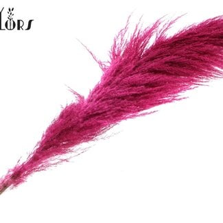 Gedroogde Pampas Pluimen | Kleur: Kerskleurig | Lengte ± 175 centimeter | Per pluim