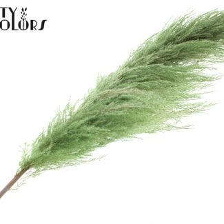 Gedroogde Pampas Pluimen | Kleur: Lichtgroen | Lengte ± 175 centimeter | Per pluim