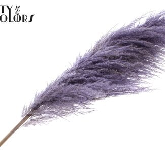 Gedroogde Pampas Pluimen | Kleur: Milkapaars | Lengte ± 175 centimeter | Per pluim
