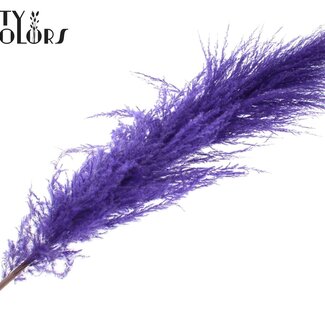 QC Gedroogde Pampas Pluimen | Kleur: Paars | Lengte ± 175 centimeter | Per pluim