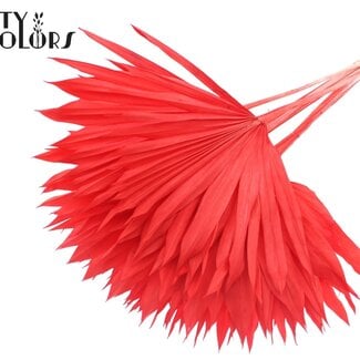 Gedroogde Gebleekte Palm Sun | Kleur: Rood | Palmbladeren in Waaiervorm | Lengte ± 50 centimeter | 10 takken per bos | Per bos