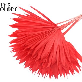 QC Gedroogde Gebleekte Palm Sun | Kleur: Rood | Palmbladeren in Waaiervorm | Lengte ± 50 centimeter | 10 takken per bos | Per bos
