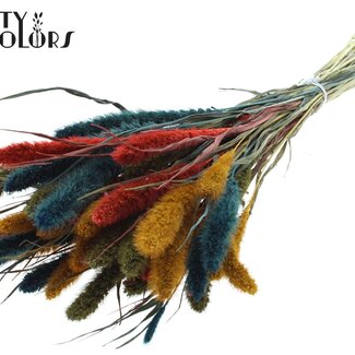 Gedroogde Setaria “Kleurrijk 6” | Kleur: Gemengde Kleuren | Setarea Droogbloemen | Lengte ± 70 centimeter | Gewicht 210 gram | Per bos