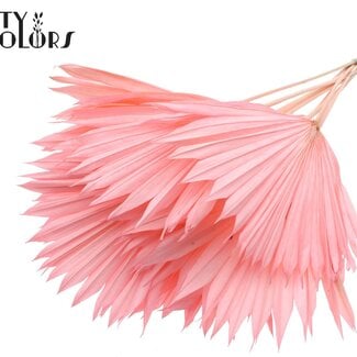 Gedroogde Gebleekte Palm Sun | Kleur: Lichtroze | Palmbladeren in Waaiervorm | Lengte ± 50 centimeter | 10 takken per bos | Per bos