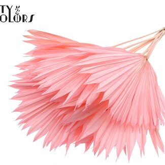 QC Gedroogde Gebleekte Palm Sun | Kleur: Lichtroze | Palmbladeren in Waaiervorm | Lengte ± 50 centimeter | 10 takken per bos | Per bos