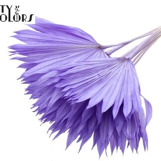 Gedroogde Gebleekte Palm Sun | Kleur: Milkapaars | Palmbladeren in Waaiervorm | Lengte ± 50 centimeter | 10 takken per bos | Per bos