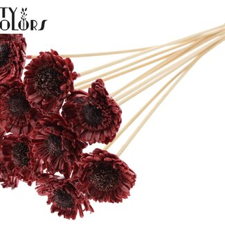 Shola Madelief Zonnebloem met was op stok | Kleur: Bordeauxrood | Shola Daisy Sunflower | Diameter 6 centimeter | Lengte ± 50 centimeter | 10 bijstekers per bos | Per bos