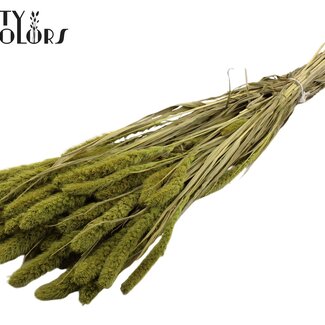 Gedroogde Setaria | Kleur: Lichtgroen | Setarea Droogbloemen | Lengte ± 70 centimeter | Gewicht 210 gram | Per bos