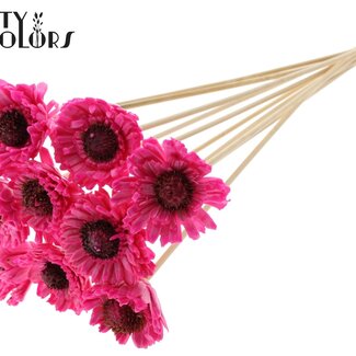 Shola Madelief Zonnebloem met was op stok | Kleur: Kerskleurig | Shola Daisy Sunflower | Diameter 6 centimeter | Lengte ± 50 centimeter | 10 bijstekers per bos | Per bos