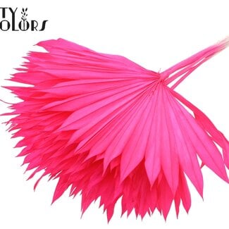 Gedroogde Gebleekte Palm Sun | Kleur: Kerskleurig | Palmbladeren in Waaiervorm | Lengte ± 50 centimeter | 10 takken per bos | Per bos