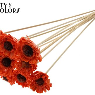 Shola Madelief Zonnebloem met was op stok | Kleur: Oranje | Shola Daisy Sunflower | Diameter 6 centimeter | Lengte ± 50 centimeter | 10 bijstekers per bos | Per bos