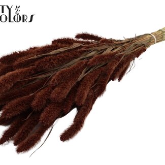QC Gedroogde Setaria | Kleur: Bruin | Setarea Droogbloemen | Lengte ± 70 centimeter | Gewicht 210 gram | Per bos