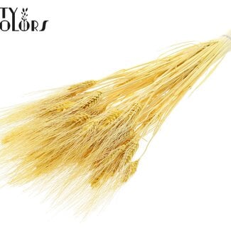 Gedroogde Gebleekte Baardtarwe | Kleur: Geel | Triticum Beard Droogbloemen | Lengte ± 70 centimeter | Gewicht 150 gram | Per bos