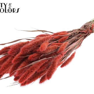 Gedroogde Setaria | Kleur: Koraalkleurig | Setarea Droogbloemen | Lengte ± 70 centimeter | Gewicht 210 gram | Per bos