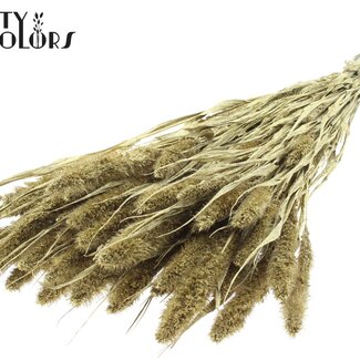 Gedroogde Setaria | Kleur: Goudkleurig met Glitter | Setarea Droogbloemen | Lengte ± 70 centimeter | Gewicht 210 gram | Per bos
