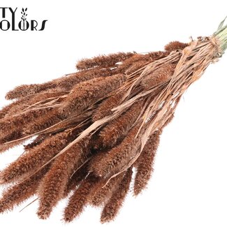 Gedroogde Setaria | Kleur: Koperkleurig met Glitter | Setarea Droogbloemen | Lengte ± 70 centimeter | Gewicht 210 gram | Per bos