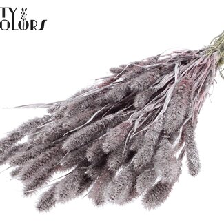 Gedroogde Setaria | Kleur: Champagnekleurig met Glitter | Setarea Droogbloemen | Lengte ± 70 centimeter | Gewicht 210 gram | Per bos