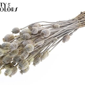 Gedroogde Slaapbol | Kleur: Frosted Lichtgeel | Papaver Somniferum Droogbloemen | Lengte ± 60 centimeter | Gewicht 200 gram | Per bos