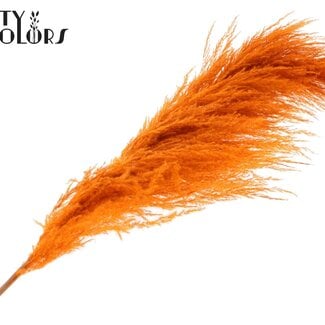 Gedroogde Pampas Pluimen | Kleur: Oranje | Lengte ± 175 centimeter | Per pluim