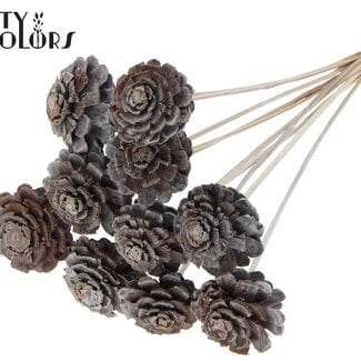 Halve Dennenappel op stok | Kleur: Frosted Wit | Diameter 5 - 7 centimeter | Lengte ± 50 centimeter | 10 bijstekers per bos