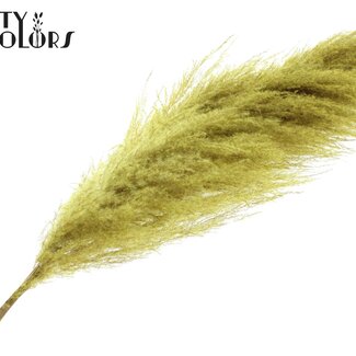 Gedroogde Pampas Pluimen | Kleur: Geel | Lengte ± 175 centimeter | Per pluim