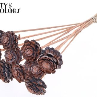 Halve Dennenappel op stok | Kleur: Frosted Zalmkleurig | Diameter 5 - 7 centimeter | Lengte ± 50 centimeter | 10 bijstekers per bos