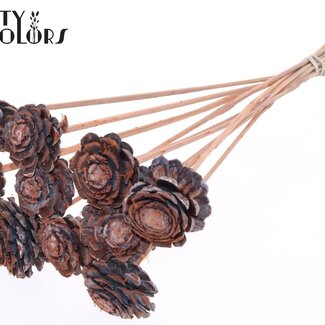 QC Halve Dennenappel op stok | Kleur: Frosted Zalmkleurig | Diameter 5 - 7 centimeter | Lengte ± 50 centimeter | 10 bijstekers per bos