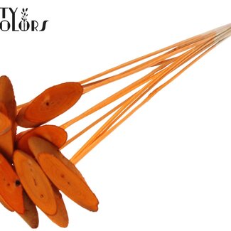 QC Ovalen Houtschijf op stok | Kleur: Oranje | Houtschijf Bijsteker | Diameter 5 - 7 centimeter | Lengte ± 50 centimeter | 10 bijstekers per bos | Per bos