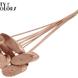 Ovalen Houtschijf op stok | Kleur: Koperkleurig | Houtschijf Bijsteker | Diameter 5 - 7 centimeter | Lengte ± 50 centimeter | 10 bijstekers per bos | Per bos