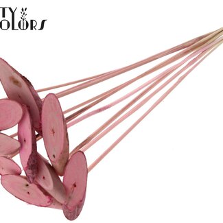 QC Ovalen Houtschijf op stok | Kleur: Frosted Roze | Houtschijf Bijsteker | Diameter 5 - 7 centimeter | Lengte ± 50 centimeter | 10 bijstekers per bos | Per bos