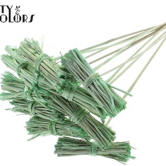 QC White Lady Boeketje op stok | Kleur: Frosted Mintgroen | White Lady Posy Bijsteker | Lengte ± 50 centimeter | 10 bijstekers per bos