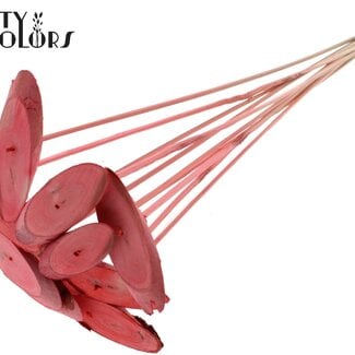 Ovalen Houtschijf op stok | Kleur: Koraalkleurig | Houtschijf Bijsteker | Diameter 5 - 7 centimeter | Lengte ± 50 centimeter | 10 bijstekers per bos | Per bos