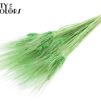 QC Gedroogde Gebleekte Baardtarwe | Kleur: Mintgroen | Triticum Beard Droogbloemen | Lengte ± 70 centimeter | Gewicht 150 gram | Per bos