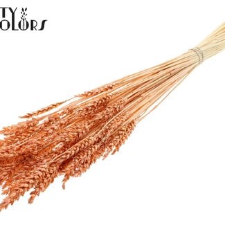 Gedroogde Gebleekte Tarwe | Kleur: Frosted Zalmkleurig | Triticum Droogbloemen | Lengte ± 60 centimeter | Gewicht 100 gram | Per bos