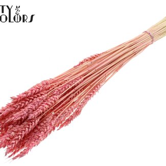 QC Gedroogde Gebleekte Tarwe | Kleur: Frosted Roze | Triticum Droogbloemen | Lengte ± 60 centimeter | Gewicht 100 gram | Per bos