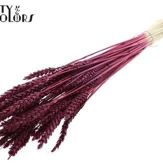 QC Gedroogde Gebleekte Tarwe | Kleur: Bordeauxrood | Triticum Droogbloemen | Lengte ± 60 centimeter | Gewicht 100 gram | Per bos