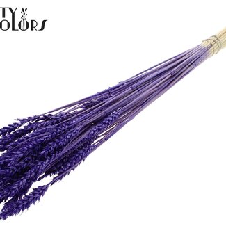 QC Gedroogde Gebleekte Tarwe | Kleur: Paars | Triticum Droogbloemen | Lengte ± 60 centimeter | Gewicht 100 gram | Per bos