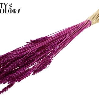 Gedroogde Gebleekte Tarwe | Kleur: Lilakleurig | Triticum Droogbloemen | Lengte ± 60 centimeter | Gewicht 100 gram | Per bos