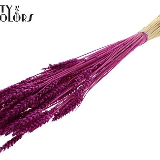 QC Gedroogde Gebleekte Tarwe | Kleur: Lilakleurig | Triticum Droogbloemen | Lengte ± 60 centimeter | Gewicht 100 gram | Per bos