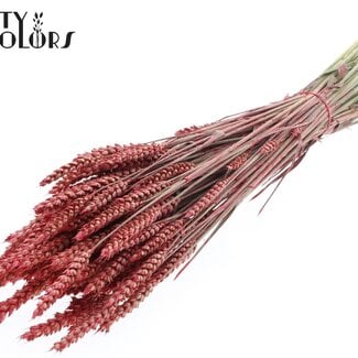 Gedroogde Tarwe | Kleur: Pearl Koraalkleurig | Triticum Droogbloemen | Lengte ± 60 centimeter | Gewicht 220 gram | Per bos