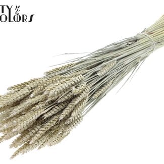 Gedroogde Tarwe | Kleur: Pearl Wit | Triticum Droogbloemen | Lengte ± 60 centimeter | Gewicht 220 gram | Per bos