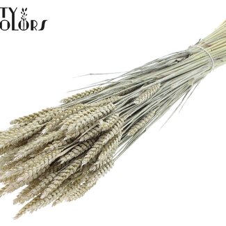 QC Gedroogde Tarwe | Kleur: Pearl Wit | Triticum Droogbloemen | Lengte ± 60 centimeter | Gewicht 220 gram | Per bos